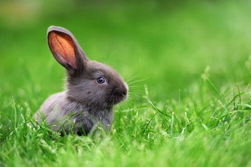 bitkilerin arasında oturan cüce tavşanlar