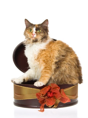 tüylü ve kalın kuyruklu LaPerm kedi türü