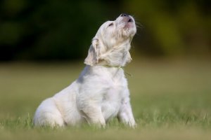 Köpeklerin Uluma Sebepleri Nelerdir?