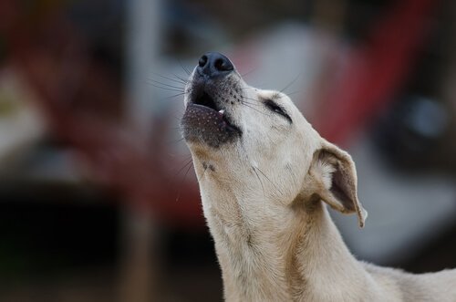 uluyan köpek
