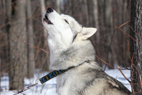 köpeklerin uluma sebepleri