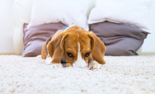 utangaç köpek