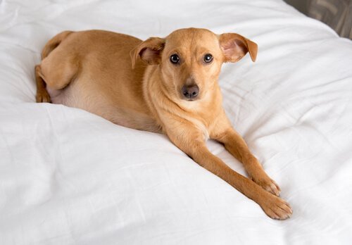 yatakta uzanan köpek