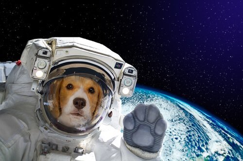 uzaydaki köpek Laika