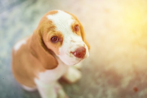 üzgün ve hasta köpek