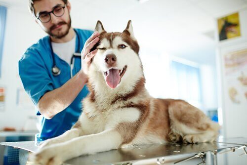 köpeklerde gıda alerjisi veteriner kontrolü