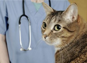 kedileri veteriner kontrolüne götürmek