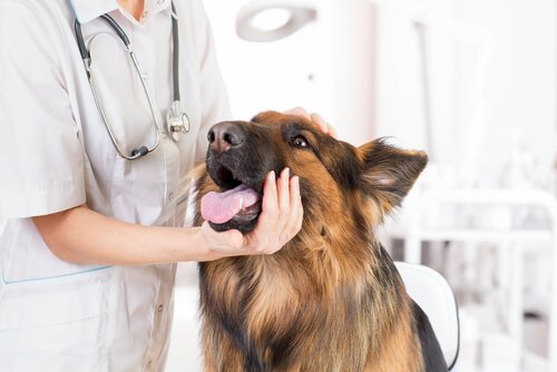 veteriner tarafından muayene edilen köpek