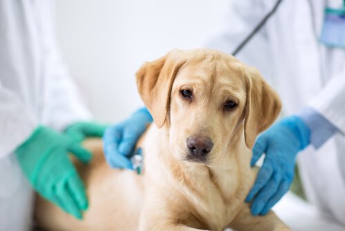 veterinerde köpek
