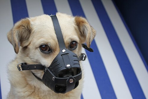 köpekleri evde tedavi etmek