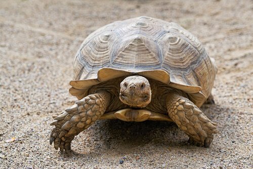 Kaplumbağaların Yaşı Nasıl Hesaplanır?
