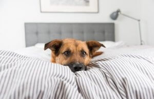 Köpeğim Neden Kendi Yatağında Uyumak İstemiyor?