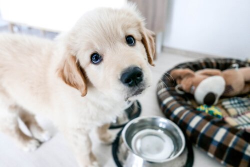 yavru köpeğinizi evde bıramak