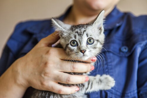 yavru kedi tutan kadın