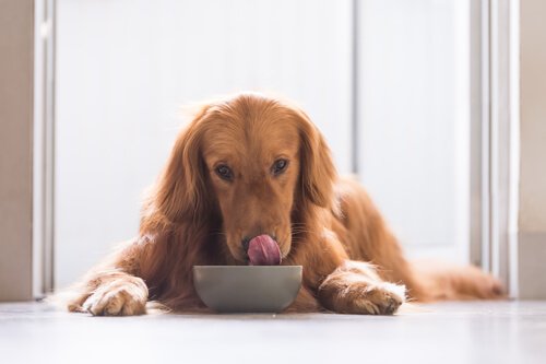 yemek yiyen köpek