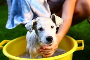 Köpekler Bazen Neden Kötü Kokar?