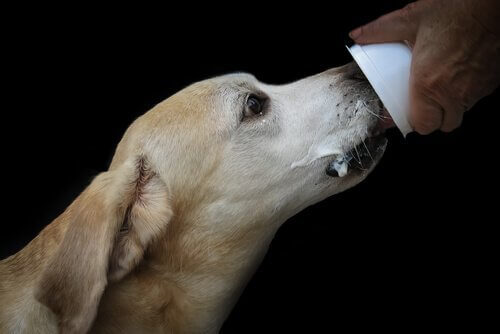 yoğurt kabını yalayan köpek