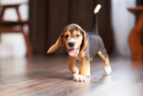 yürüyen yavru beagle 