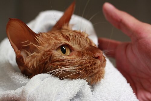 havlu içinde ıslak kedi