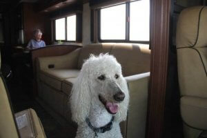 90 yaşında bir kadın, köpeğiyle ABD'yi geziyor