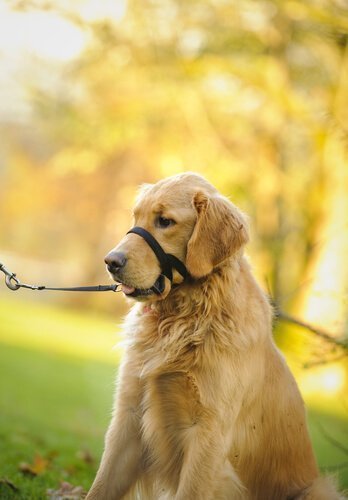 ağzı kapalı olan golden