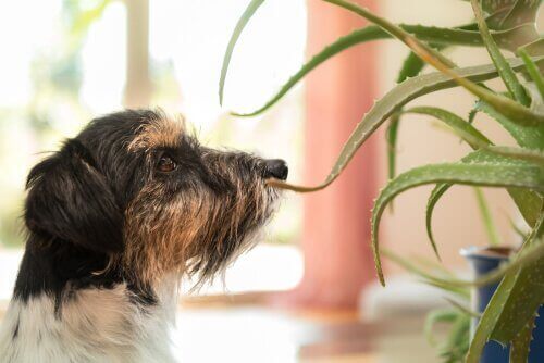 aloe vera bitkisi köpek