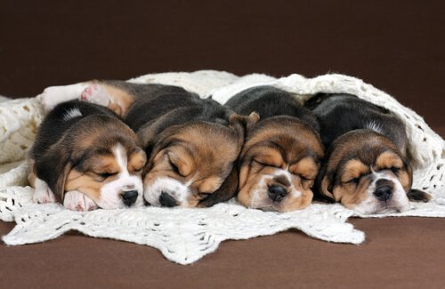 uyuyan beagle yavruları