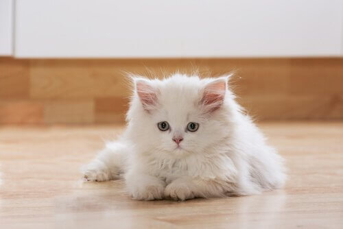 beyaz yavru kedilerin tüy renkleri