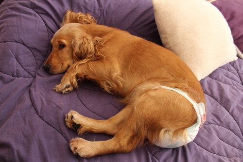 köpek bezleri