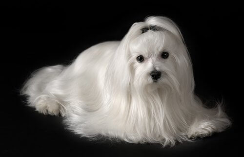 bichon maltese fotoğrafı