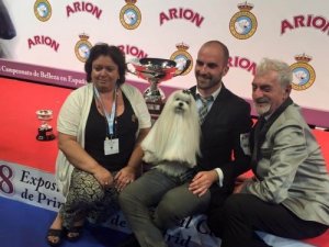Bichon Maltese: İspanya'nın En İyi Köpeği