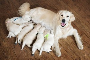 Bir Köpeğin Doğum Yapmasına Nasıl Yardım Edilir?