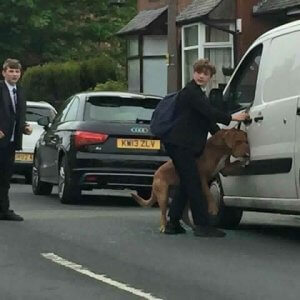 Bradley, tasmasından asılan köpeği kurtaran genç adam