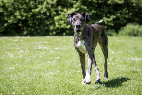 büyük köpeklerde görülen eklem hastalıkları