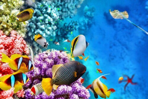 Büyük Set Resifi ve Orada Yaşayan Deniz Canlıları
