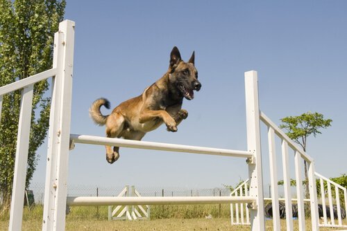 köpek sporları çeviklik