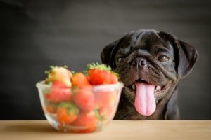 Köpekler için Meyve ve Sebzeler