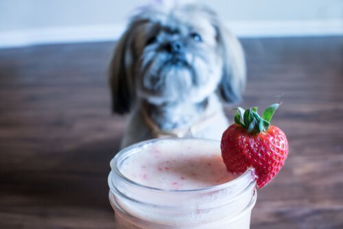köpekler için içecekler