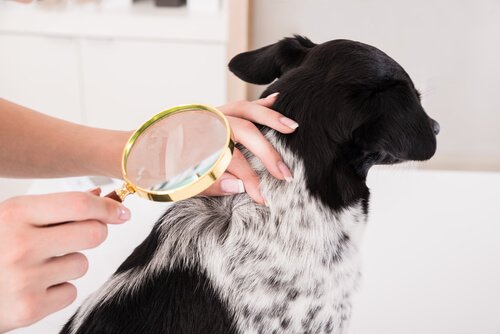 köpeklerde cilt kontrolü