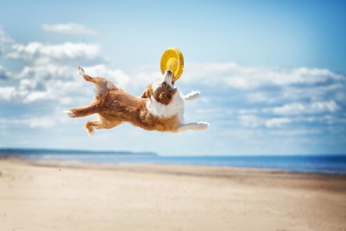 frizbi oynayan köpek