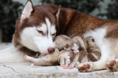 doğum yapan husky anne