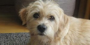 Dutch Smoushond: Az Bilinen Arkadaş Canlısı Köpekler