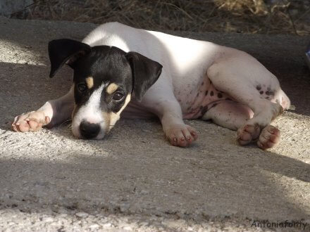 köpeklerde en yaygın uyku pozisyonu