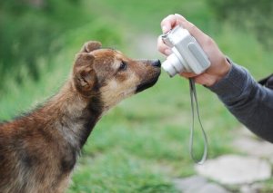 Köpeğinizin Güzel Fotoğraflarını Çekmek için İpuçları
