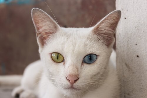 gözleri farklı renklerde kedi