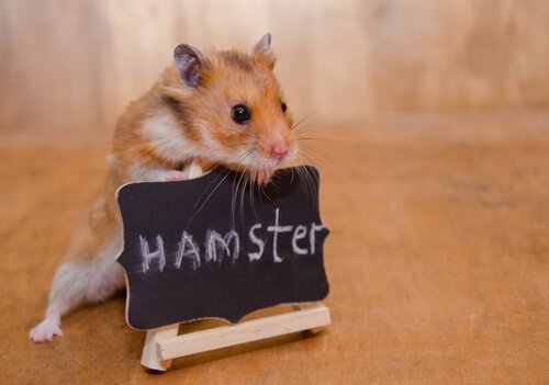 Küçük Ama Yırtıcı: Bir Hamster Nasıl Evcilleştirilir?