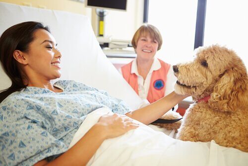 Hachiko'nun izinden giden köpek
