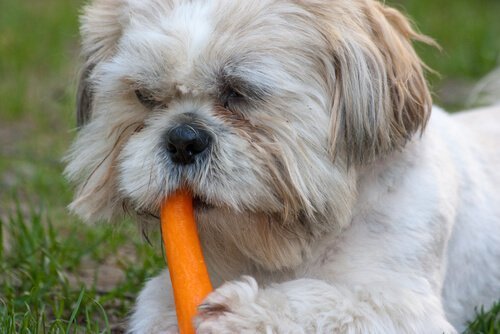 havuç yiyen köpek