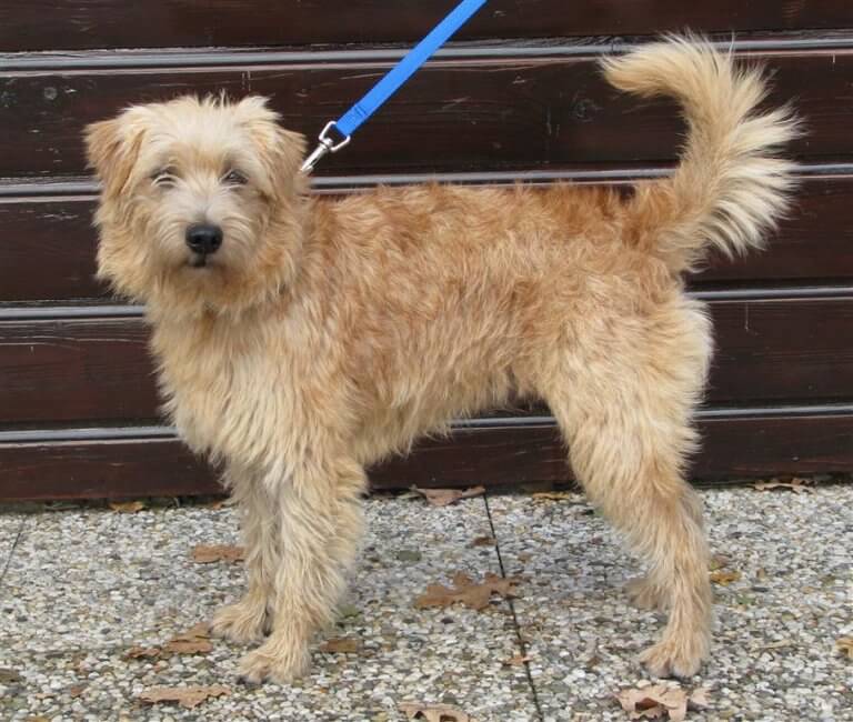 az bilinen köpekler