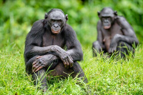 iki bonobo kamera orman